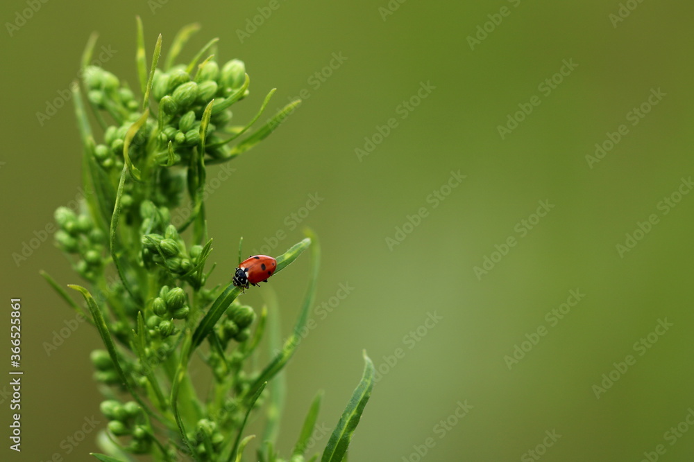 Siebenpunkt-Marienkäfer
Coccinellidae septempunctata Siebenpunkt-Marienkäfer
Coccinellidae septempunctata