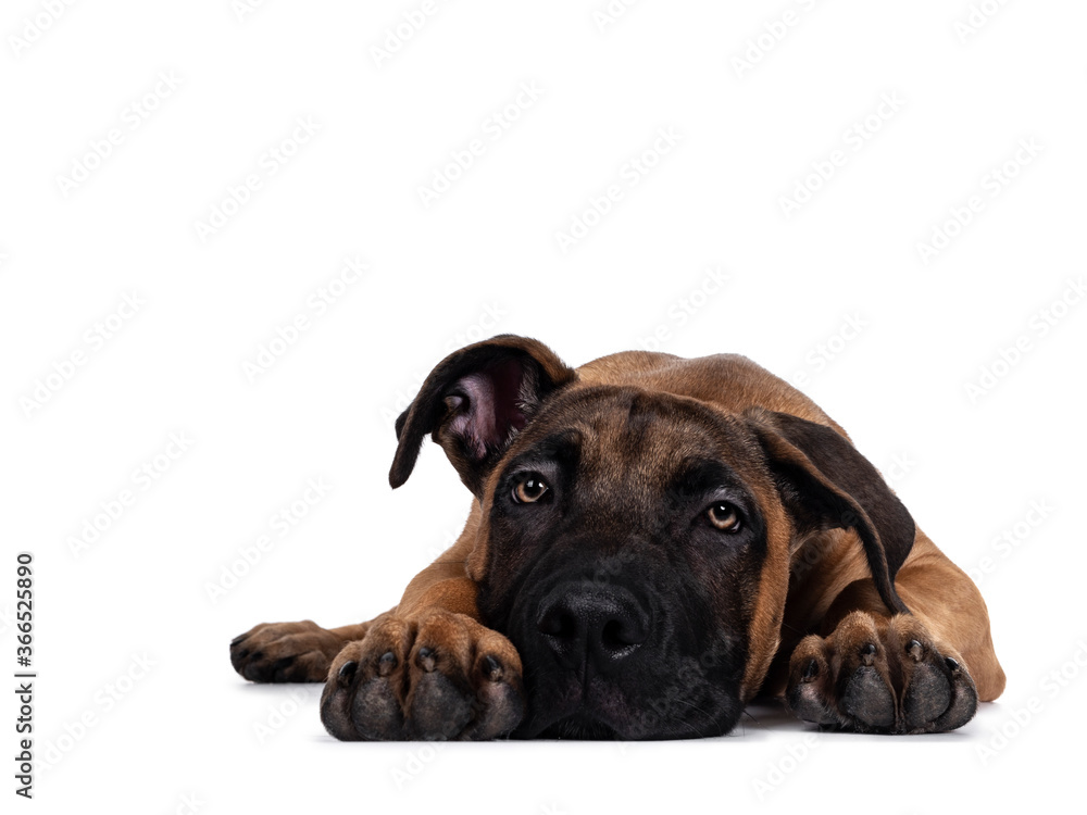 Handsome Boerboel / Malinois crossbreed dog, laying down facing front. Head down, looking ahead with mesmerizing light eyes. Isolated on white background. Handsome Boerboel / Malinois crossbreed dog, laying down facing front. Head down, looking ahead with mesmerizing light eyes. Isolated on white background.