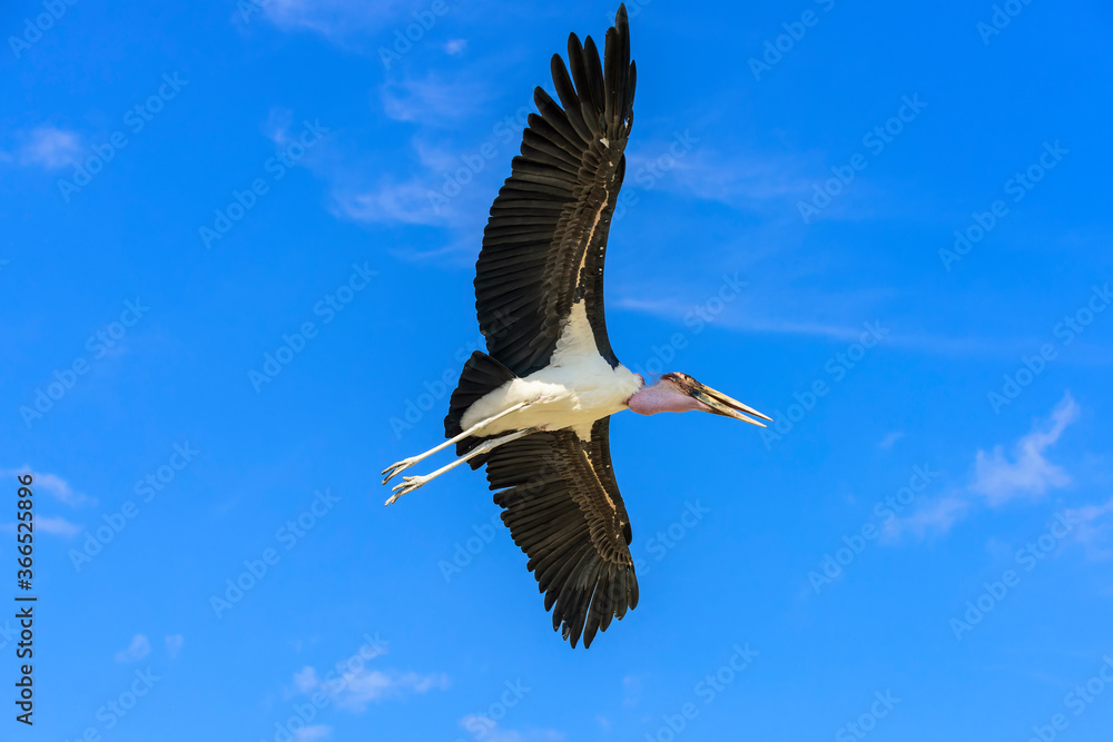 Naklejka premium The marabou stork in flight