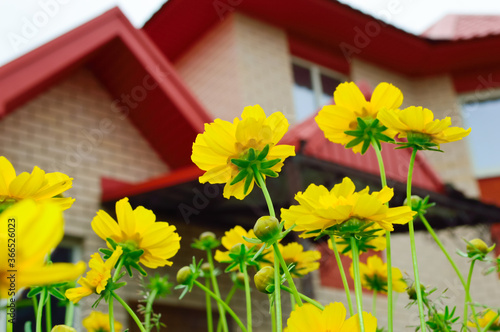 close-up - garden yellow beautiful flowers growing by a bush in the garden, similar to daisies, against the background of a beautiful house