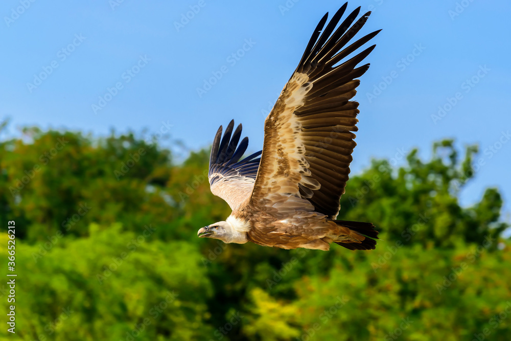 Obraz premium The griffon vulture (Gyps fulvus) is a large Old World vulture in the bird of prey family Accipitridae. It is also known as the Eurasian griffon.