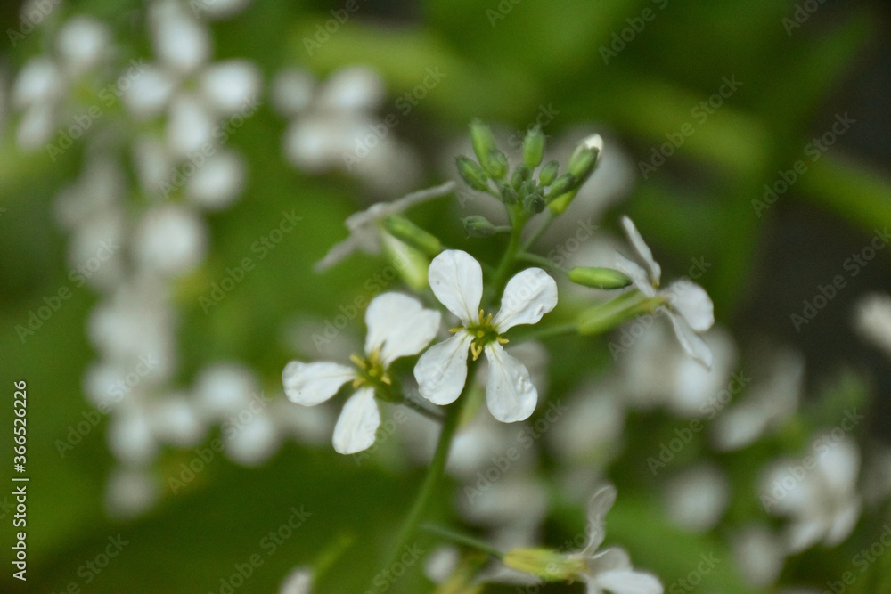 White flowers with yellow pistils of horse radish (Raphanus raphanistrum). White flowers with yellow pistils of horse radish (Raphanus raphanistrum).
