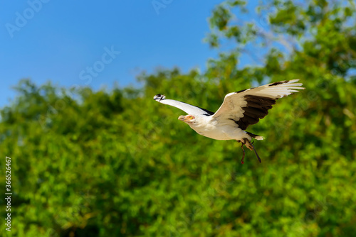 The palm-nut vulture in flight (Gypohierax angolensis).The only Southern African subregions to have the breeding resident pairs of Palm-nut vulture is South Africa and Mozambique. photo