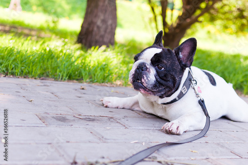 In summer, on a bright sunny day, the French Bulldog lies on the ground. © Oksana Maslova
