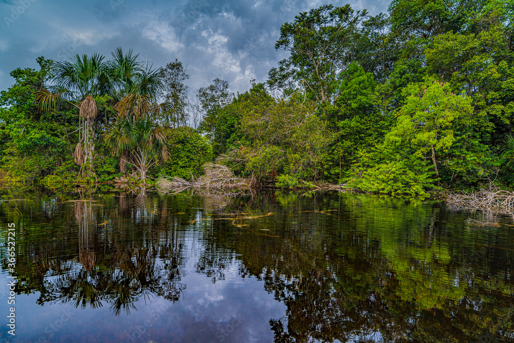 Amazon rain forest in a perfect and lovely sunny day