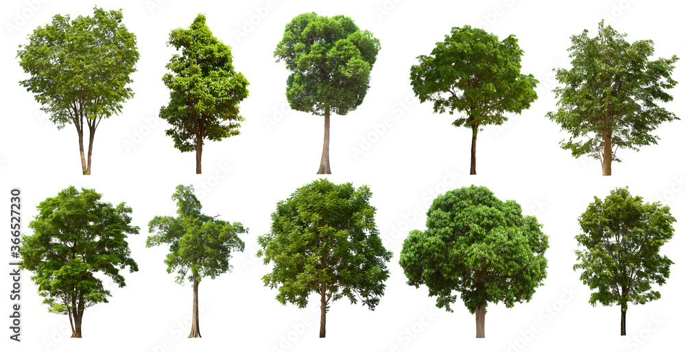 isolated tree green set is located on a white background. Collection of isolated tree green on white background Tropical tree