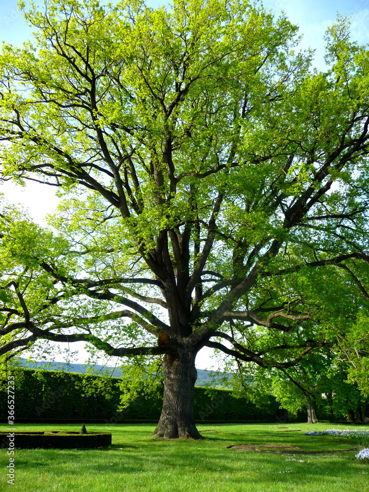 Fototapeta premium cesky krumlov, czekia