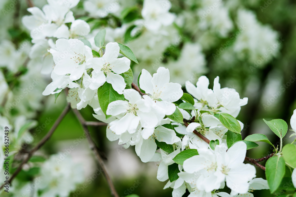 Blooming Tree Flowers and blue sky in Spring Time. Flowering apple tree. Blooming Tree Flowers and blue sky in Spring Time. Flowering apple tree.