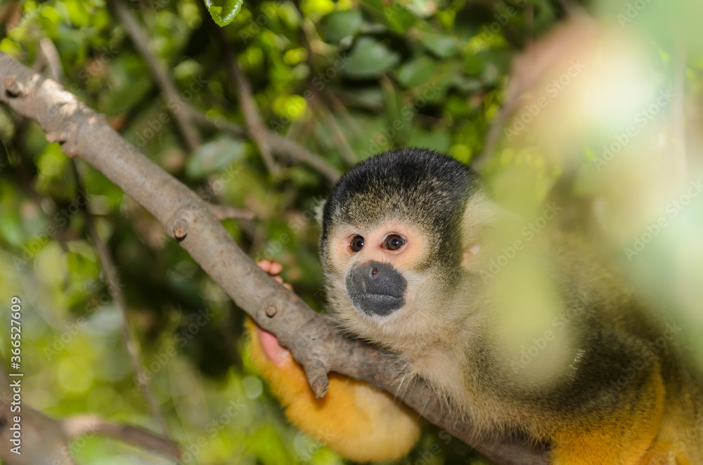 Obraz premium The Squirrel monkey sitting on a branch of a tropical tree