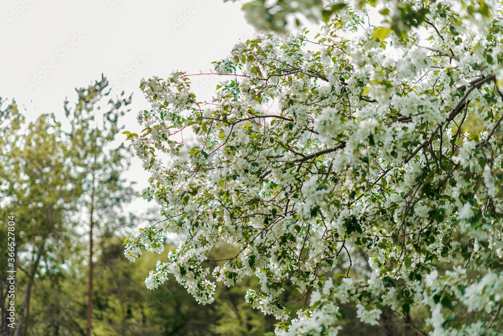 Blooming Tree Flowers and blue sky in Spring Time. Flowering apple tree.