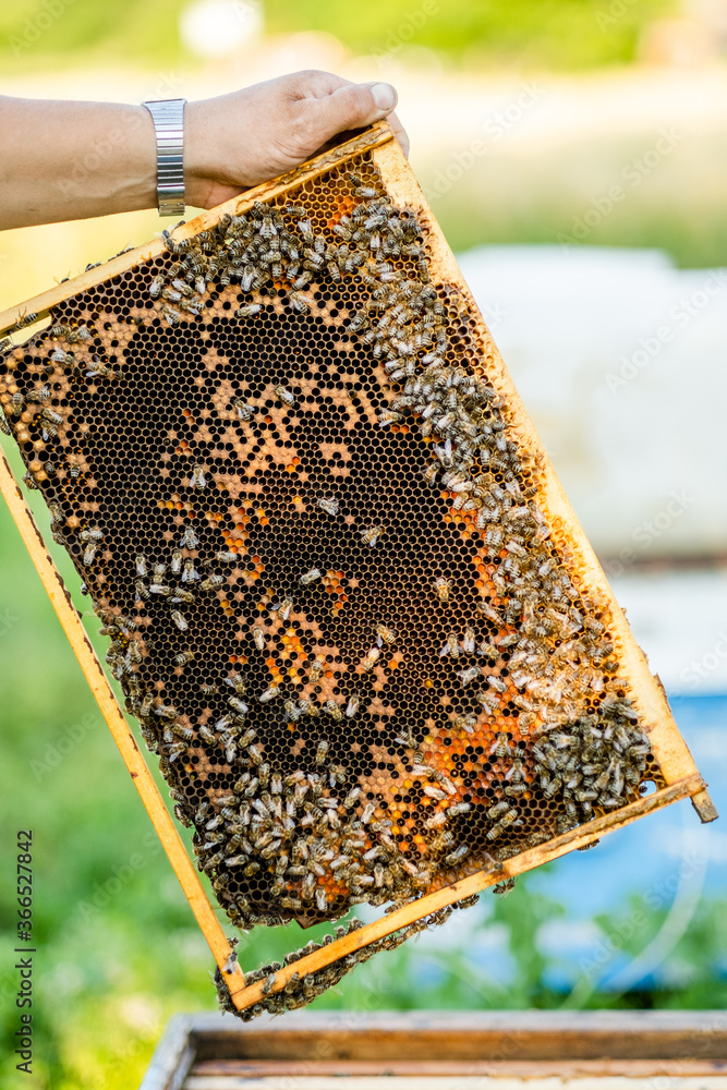 The beekeeper checks the hive. Looks at bees in the sun.