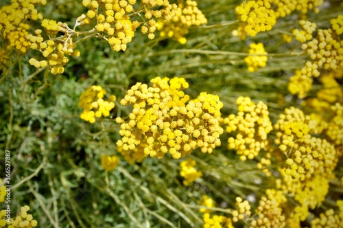 Immortelle medical yellow flowers in spring,helichrysum arenarium plant.