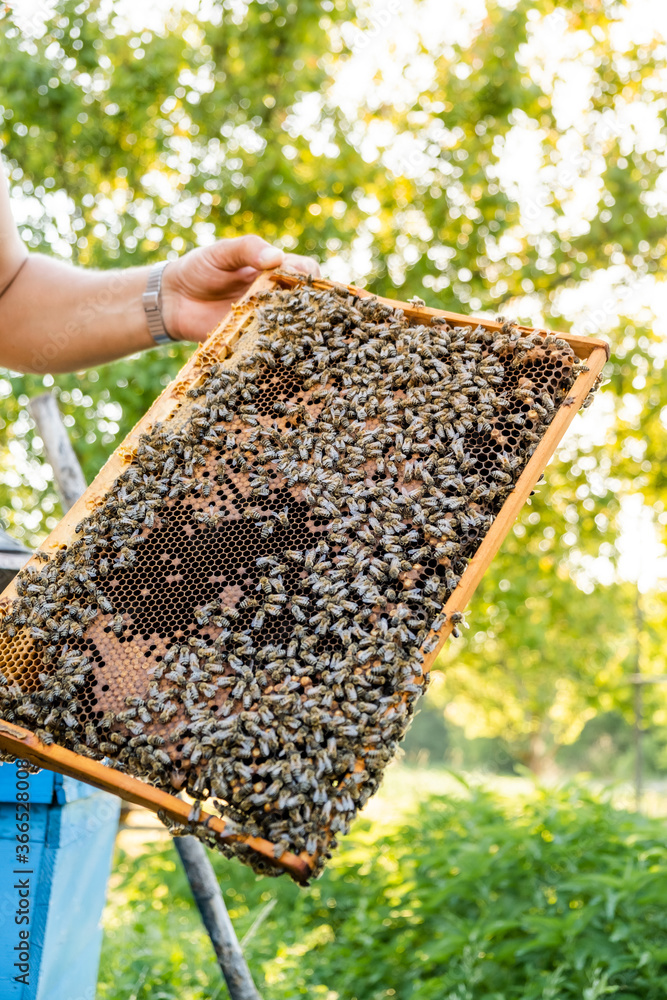 The beekeeper checks the hive. Looks at bees in the sun.