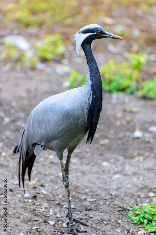 Naklejka premium The demoiselle crane walking in the field