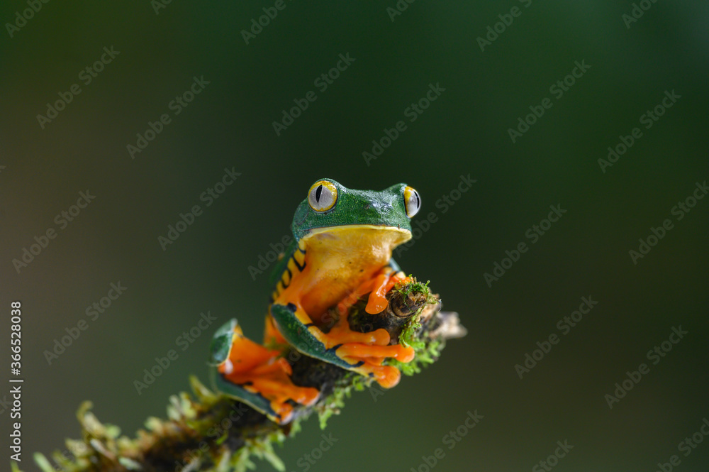 Obraz premium Golden-eyed leaf frog, Cruziohyla calcarifer, green yellow frog sitting on the leaves in the nature habitat in Corcovado, Costa Rica. Amphibian from tropic forest. Wildlife in Central America.