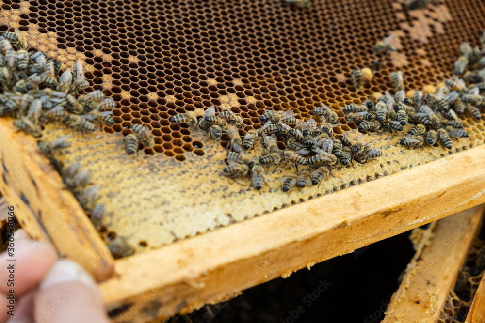 The beekeeper checks the hive. Looks at bees in the sun. The beekeeper checks the hive. Looks at bees in the sun.