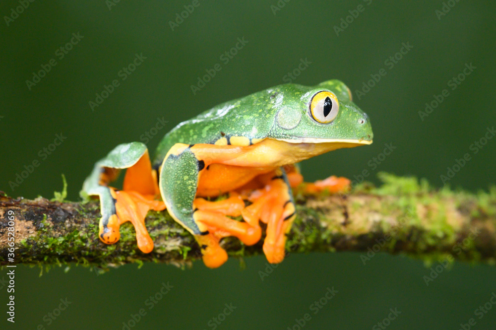 Golden-eyed leaf frog, Cruziohyla calcarifer, green yellow frog sitting on the leaves in the nature habitat in Corcovado, Costa Rica. Amphibian from tropic forest. Wildlife in Central America. Golden-eyed leaf frog, Cruziohyla calcarifer, green yellow frog sitting on the leaves in the nature habitat in Corcovado, Costa Rica. Amphibian from tropic forest. Wildlife in Central America.