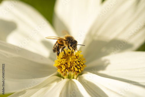 A close up of a Honeybee feeding on a Cosmos Daisy in the summer sunshine.