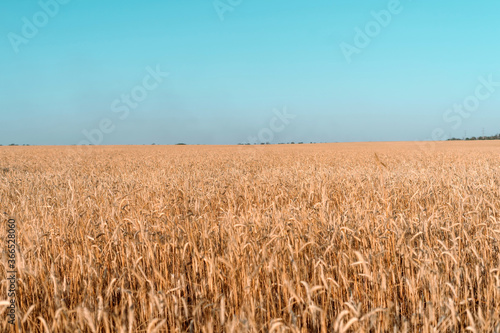 Ripe wheat ears of yellow color on the field and blue sky. Summer hot heat.