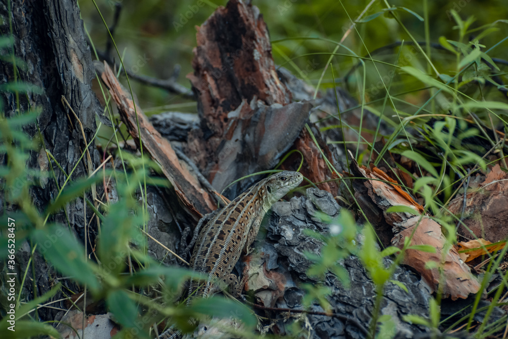 The sand lizard (Lacerta agilis) on a wooden beam in the grass. Green lizard close up. The sand lizard (Lacerta agilis) on a wooden beam in the grass. Green lizard close up.