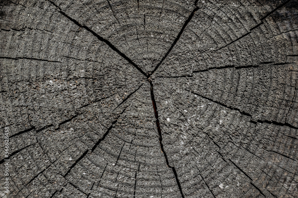 Fototapeta premium Old wood with cracks background texture