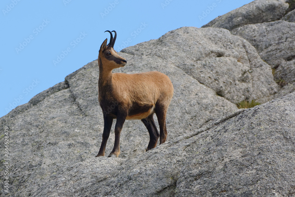 A Pyrenean chamois (Rupicapra pyrenaica) standing on a rock in Pyrénées-Orientales, France A Pyrenean chamois (Rupicapra pyrenaica) standing on a rock in Pyrénées-Orientales, France