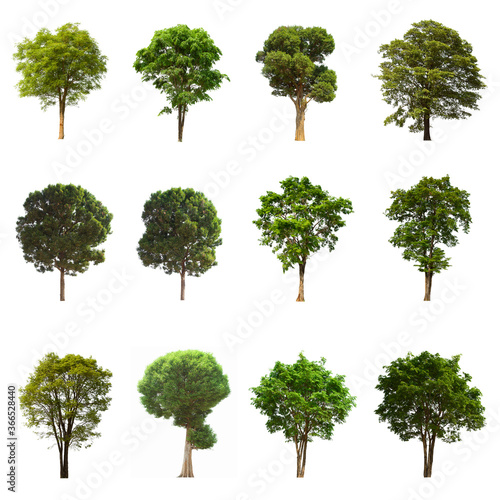 isolated tree green set is located on a white background. Collection of isolated tree green on white background Tropical tree