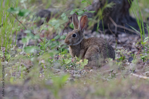European Rabbit (Oryctolagus cuniculus) - Pyrénées-Orientales, France