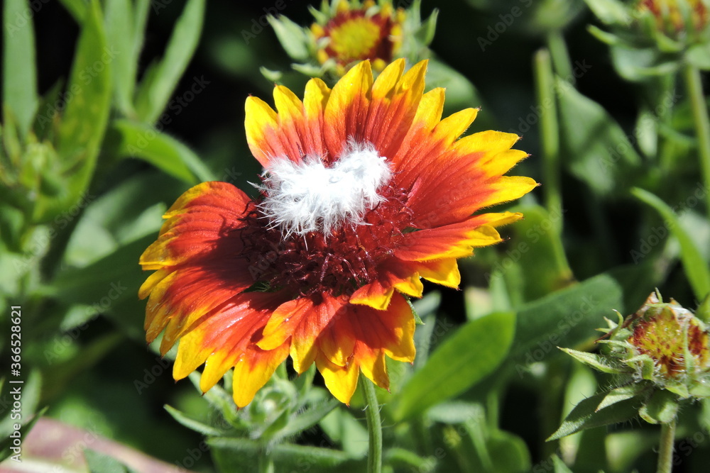Gailardia, z łac. Gaillardia, Gailardia, z łac. Gaillardia,