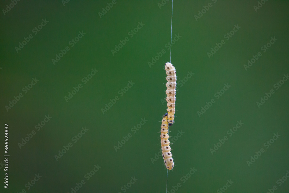 Inchworms climbing up and down Inchworms climbing up and down
