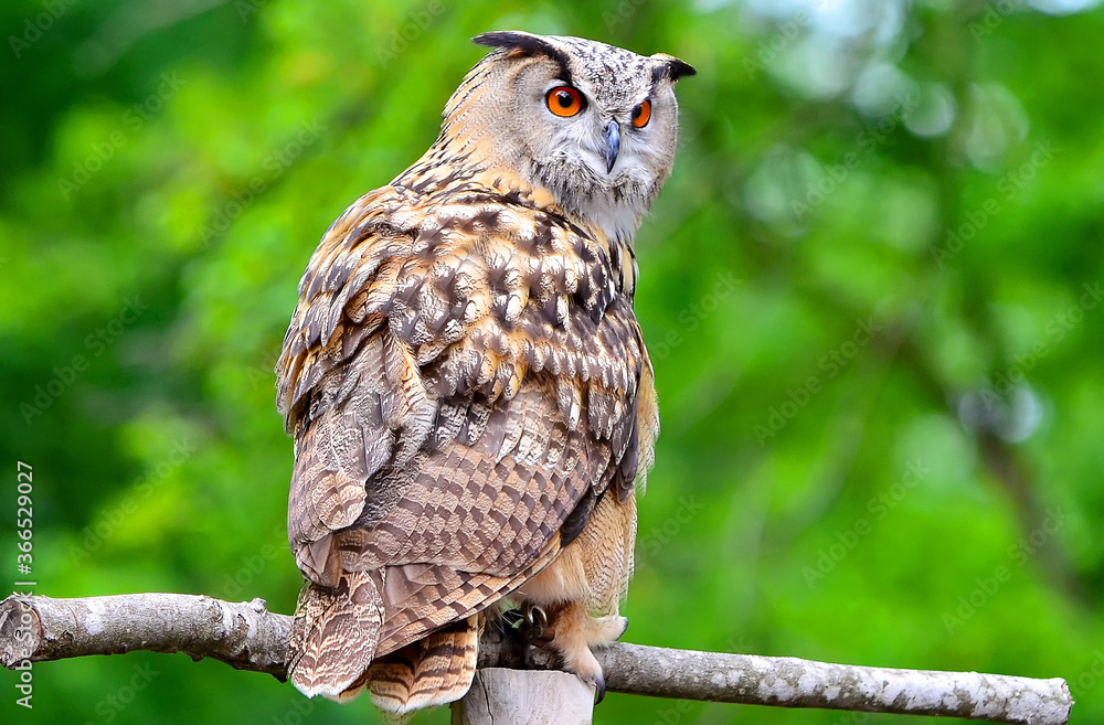 The Eurasian eagle-owl against the background of the spring forest The Eurasian eagle-owl against the background of the spring forest