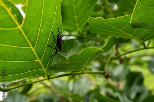 Black colored insect hiding in green leafs © Mahesh Shrigani