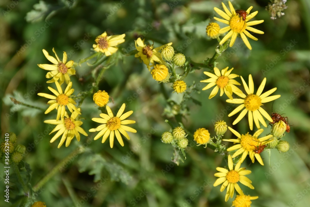 Obraz premium Yellow flowers of Santiago Herb (Jacobaea vulgaris), poisonous plant.