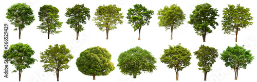 isolated tree green set is located on a white background. Collection of isolated tree green on white background Tropical tree