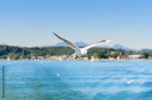 The Gulls or seagulls flying  