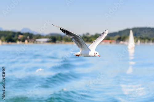 The Gulls or seagulls flying   © Sergey
