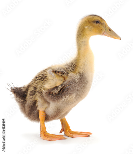 Young cute duckling.