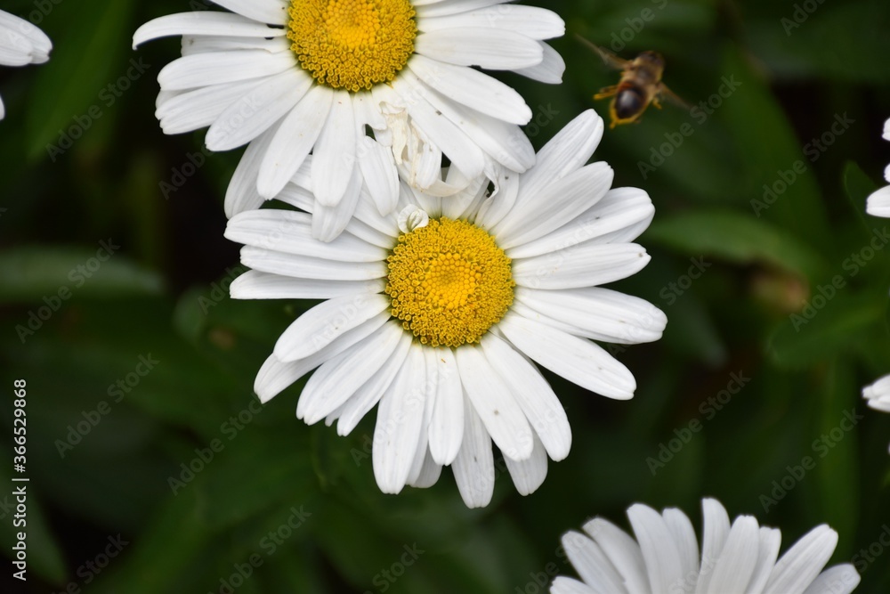 Fototapeta premium Close up detail of white and yellow daisy flowers (Leucanthemum maximum) in planter.