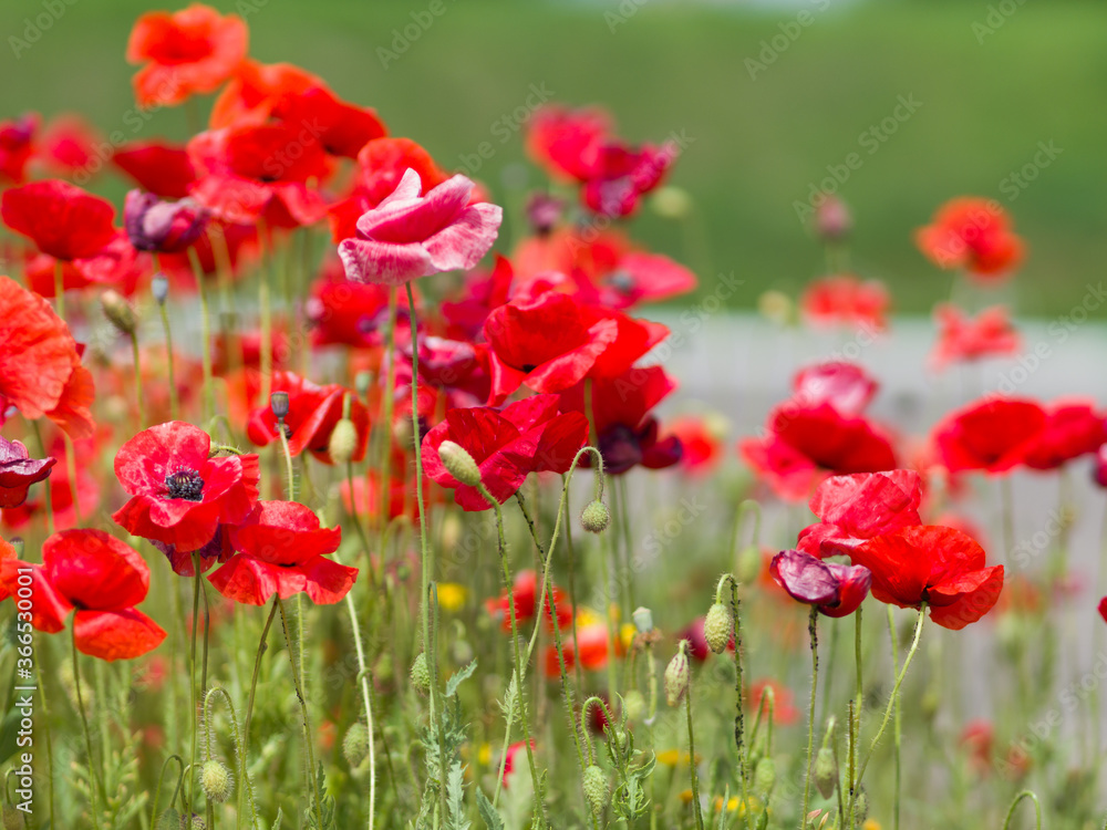 Fototapeta premium Red poppies bloom on a green field. Summer day