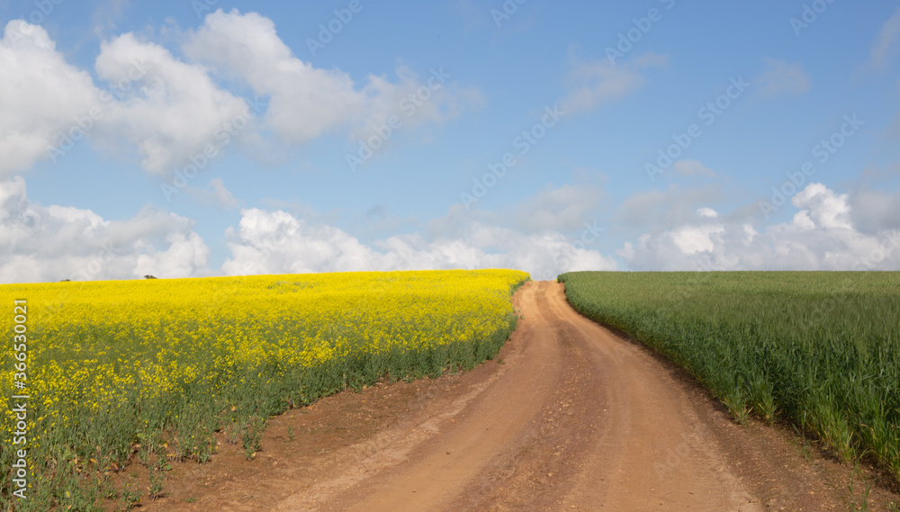 Yellow Canola Fields and Green Wheat Fields divided by a dirt road.  Overcast Day with clouds and blue sky on the horizon.