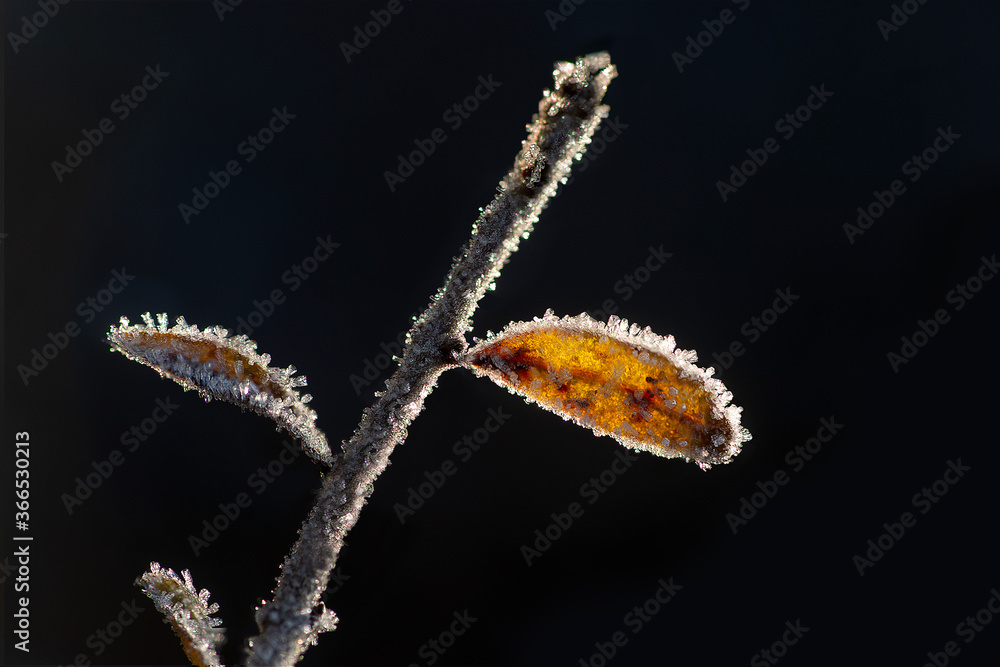 Fototapeta premium twig and leaves with ice crystals