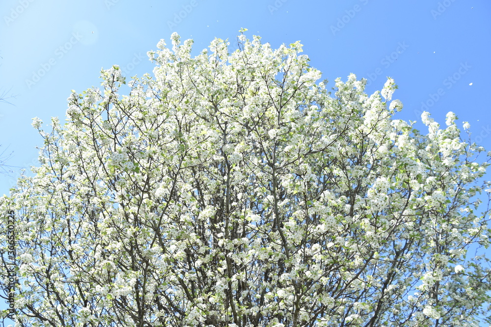 beautiful white pink cherry blossom pear tree in nature with sunburst shining through beautiful white pink cherry blossom pear tree in nature with sunburst shining through
