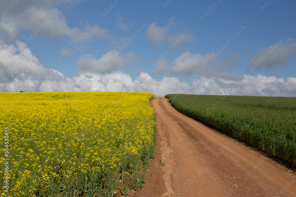 Yellow Canola Fields and Green Wheat Fields wit a leading Dirt Road to the horizon. Yellow Canola Fields and Green Wheat Fields wit a leading Dirt Road to the horizon.