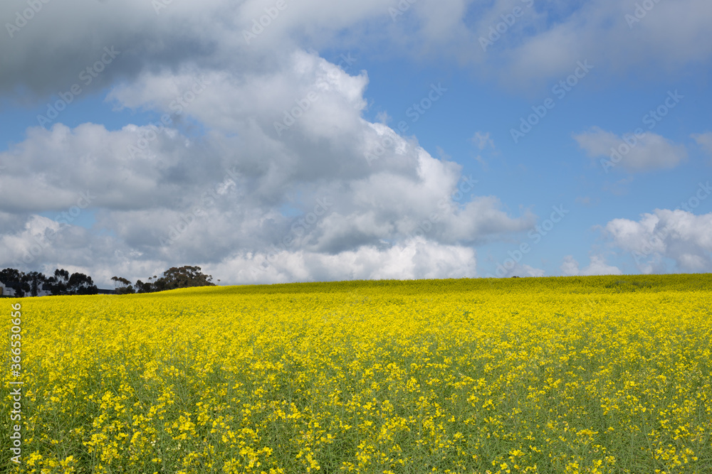 Yellow Canola Field with Dark Clouds on the Horizon.