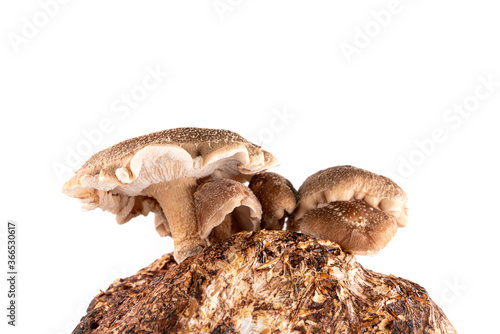 Shiitake mushroom isolated on white background. It is considered a medicinal mushroom in some forms of traditional medicine