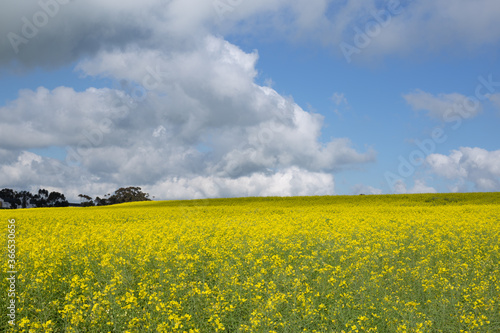 Yellow Canola Field with Dark Clouds on the Horizon.