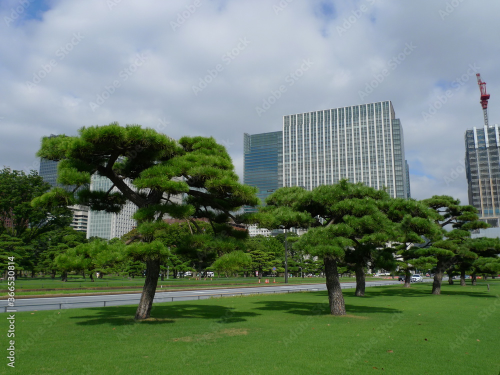 皇居外苑の松林の向こうに見える丸の内のビル群 皇居外苑の松林の向こうに見える丸の内のビル群