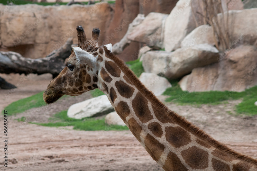 Obraz premium giraffe in zoo