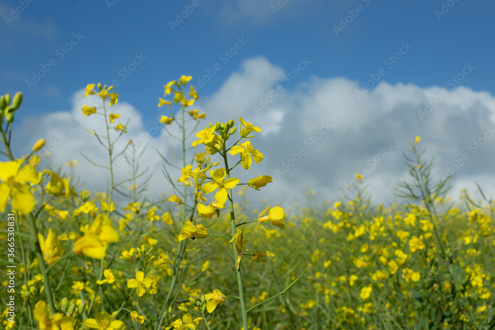 Yellow Close-up Canola Flower wit Clouds and Blue sky. Yellow Close-up Canola Flower wit Clouds and Blue sky.