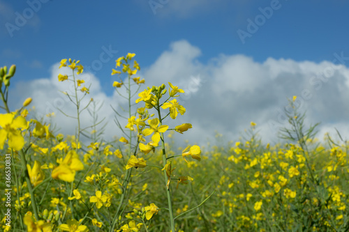 Yellow Close-up Canola Flower wit Clouds and Blue sky.